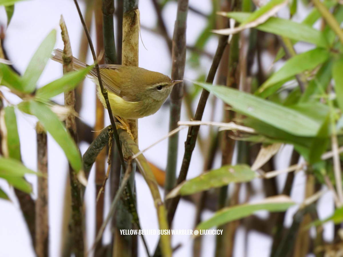 Yellowish-bellied Bush Warbler - XI LIU