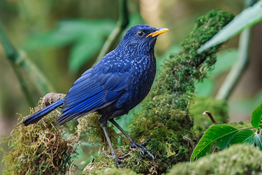 Blue Whistling-Thrush (Yellow-billed) - eBird