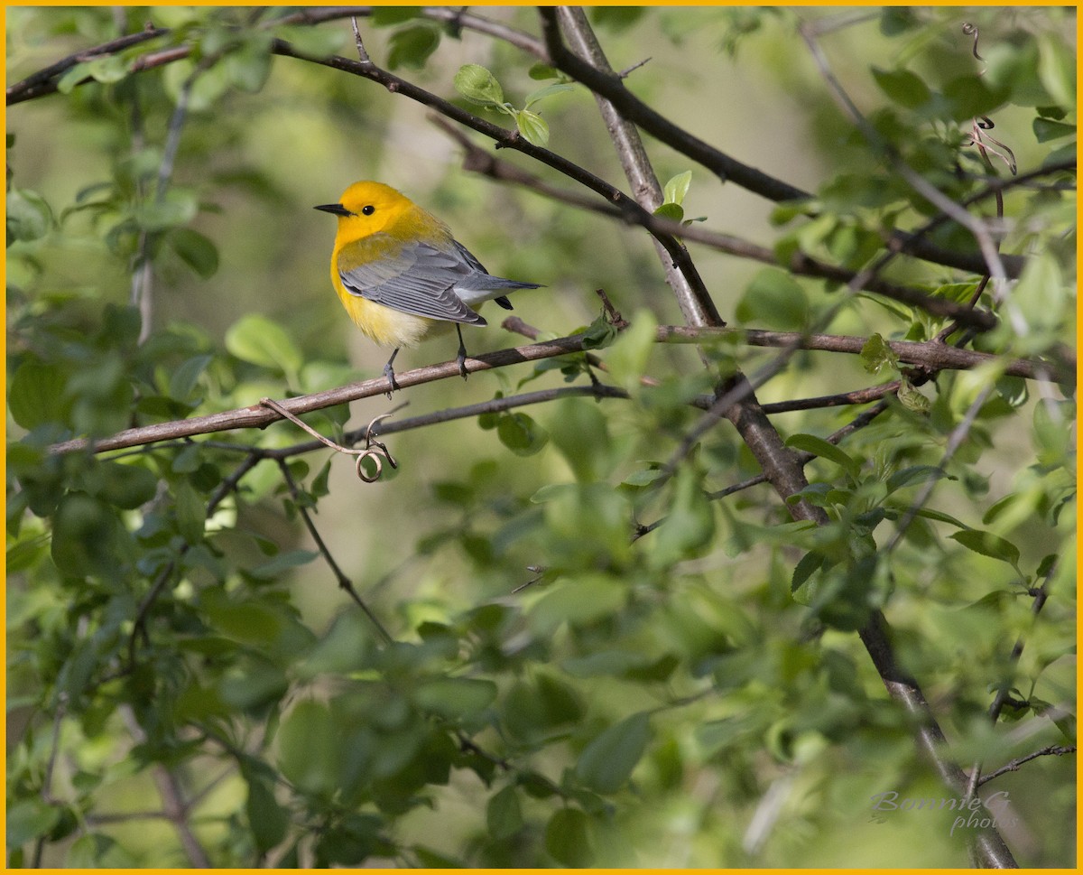 Prothonotary Warbler - ML57062281