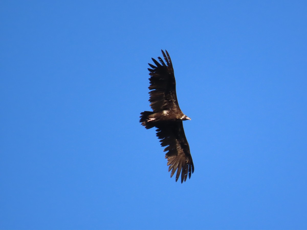Cinereous Vulture - ML570624391