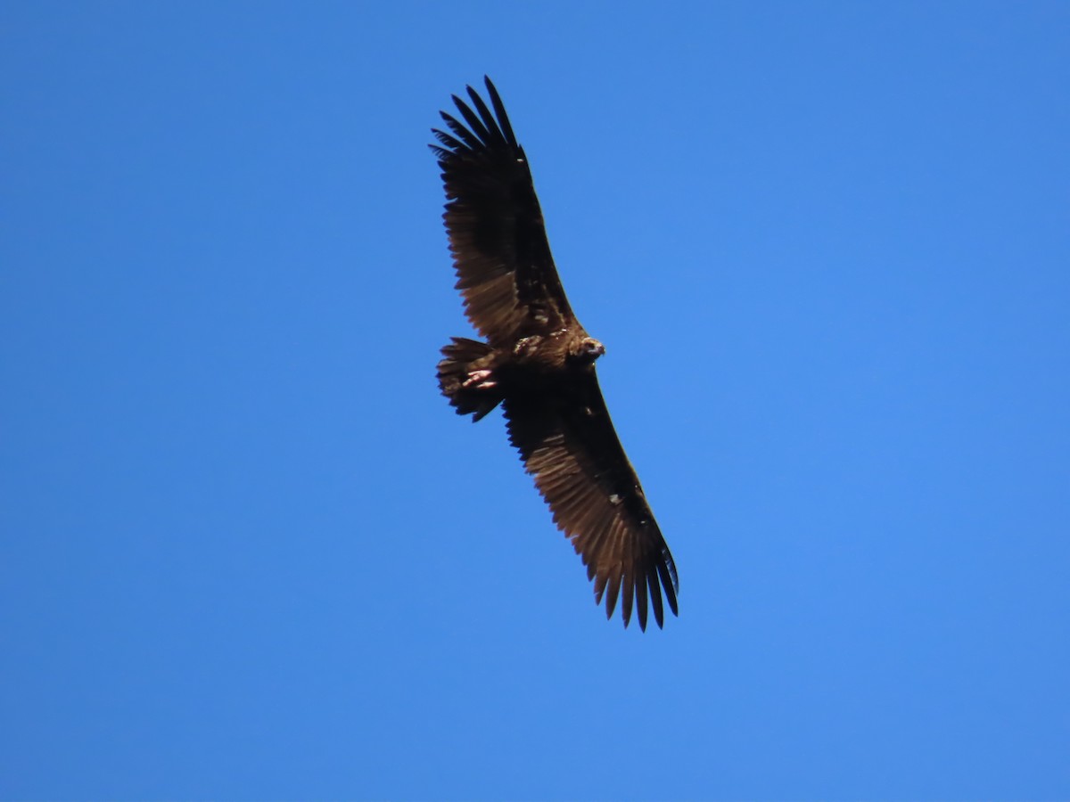 Cinereous Vulture - ML570624411