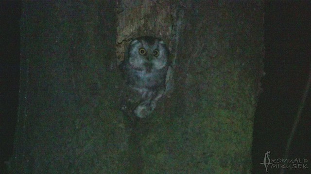 Boreal Owl (Tengmalm's) - ML570628171
