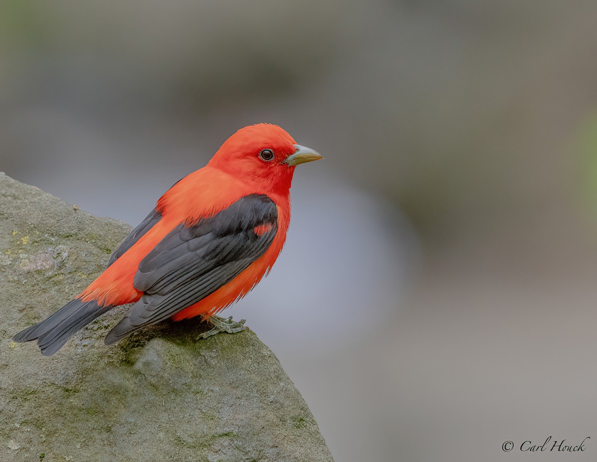 Scarlet Tanager - ML570632111