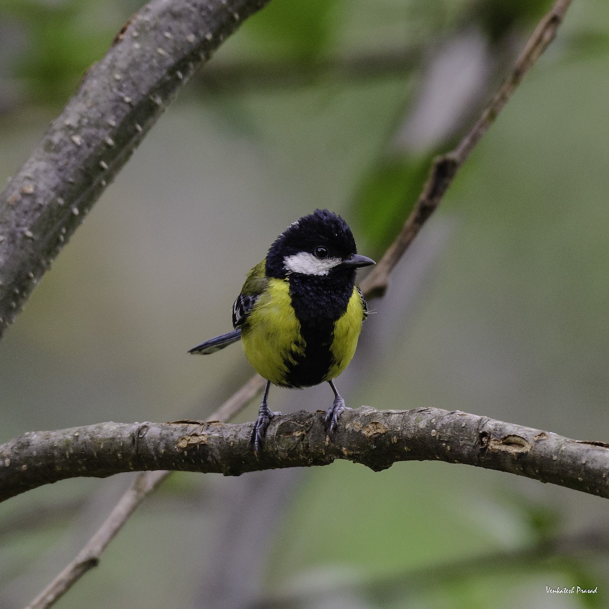 Green-backed Tit - ML570634691