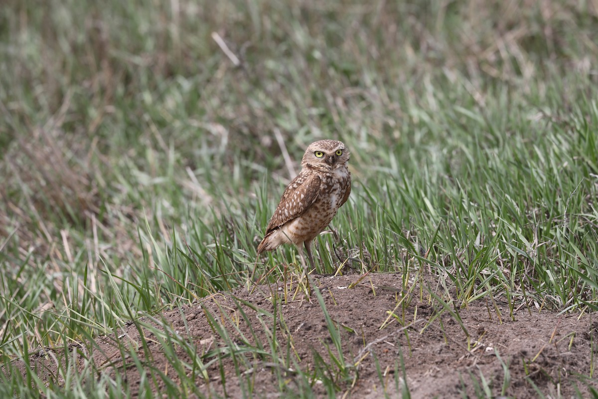Burrowing Owl - ML570645931