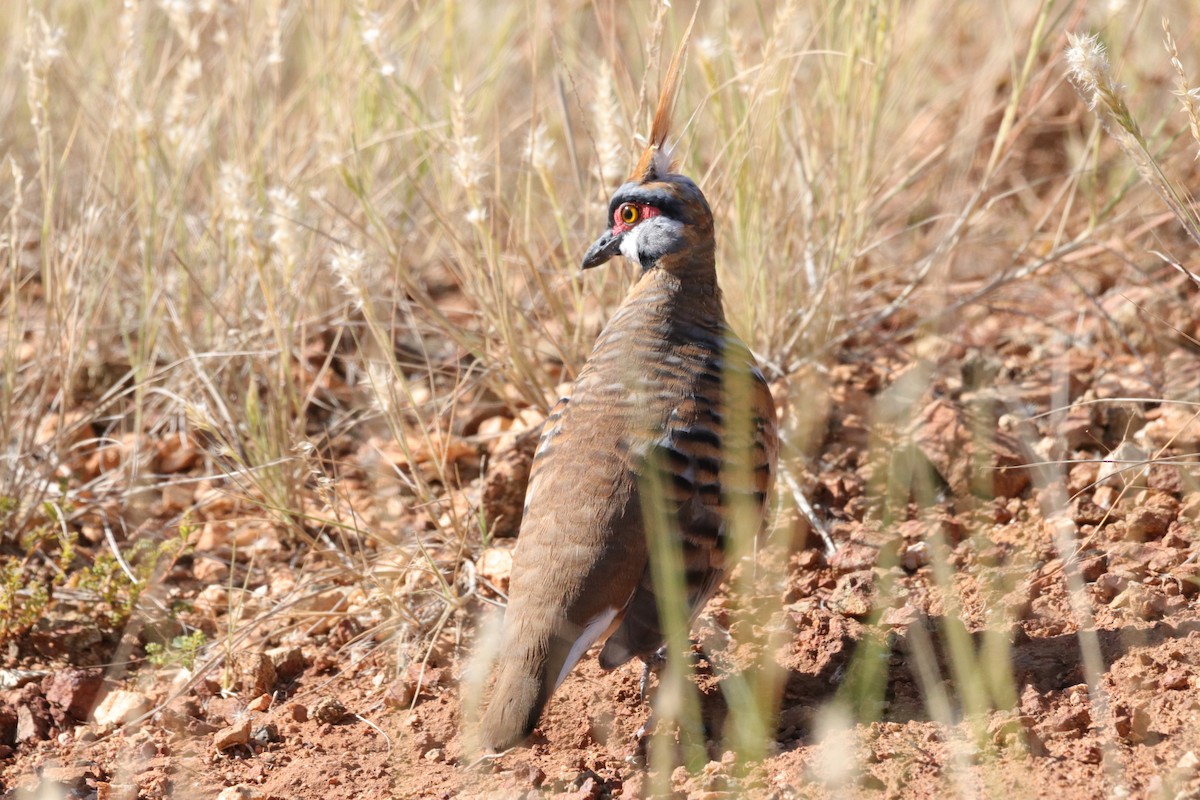 Spinifex Pigeon - Jay & Judy Anderson