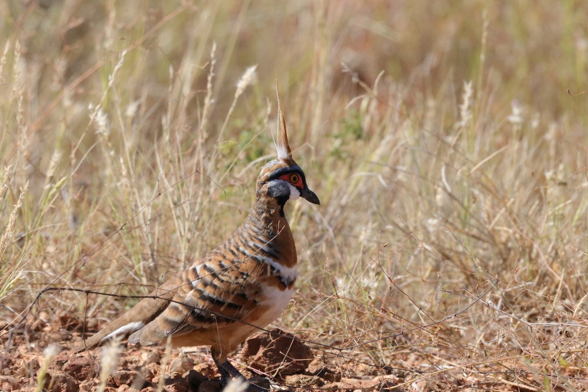 Spinifex Pigeon - ML570648091