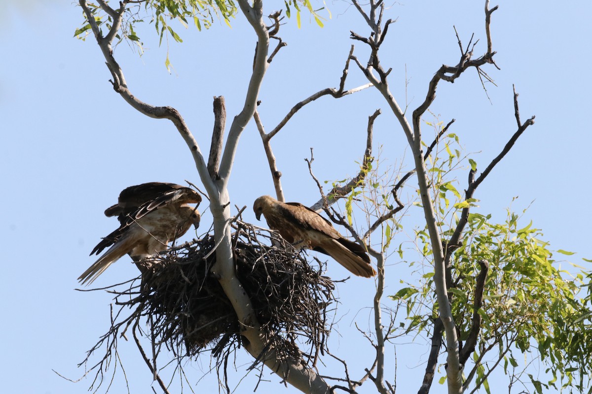Whistling Kite - Jay & Judy Anderson