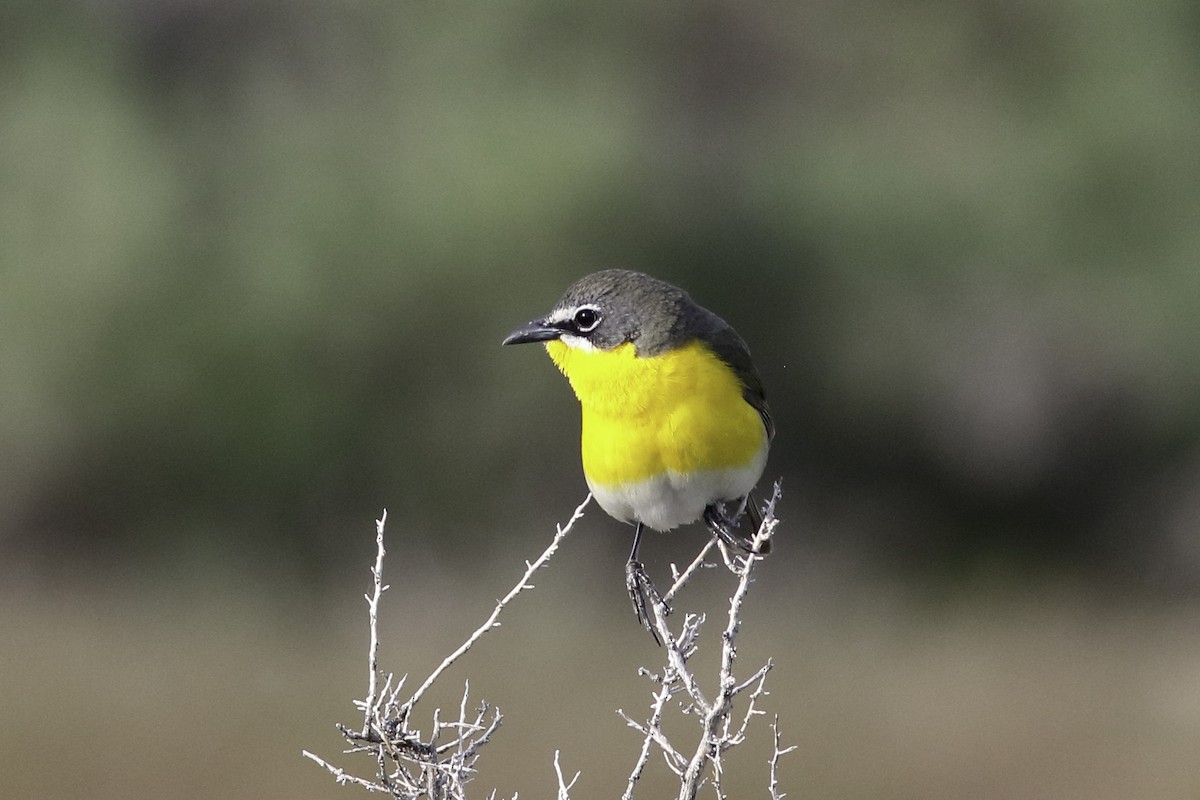 Yellow-breasted Chat - ML570650941