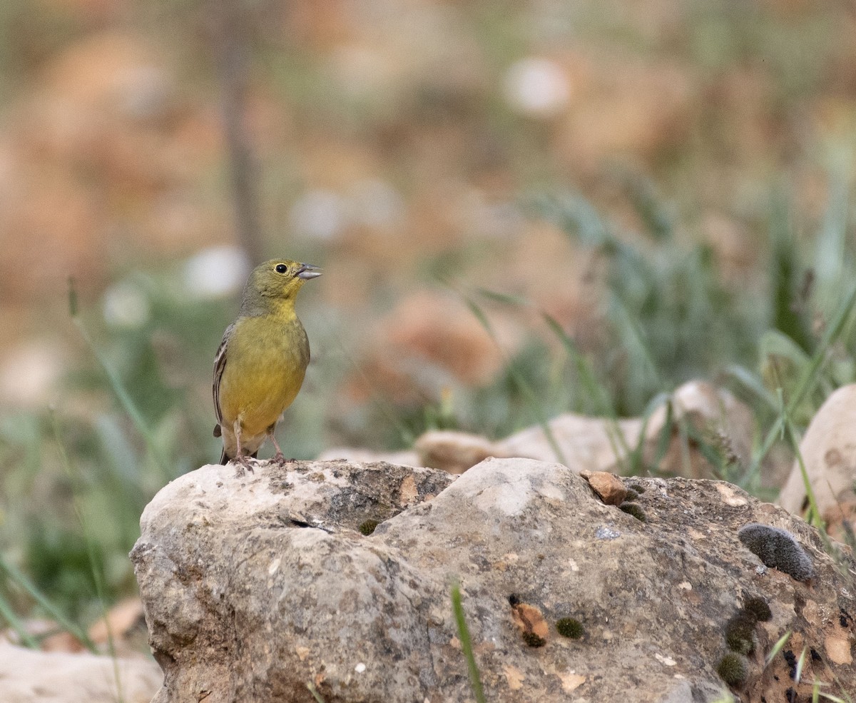 Cinereous Bunting (Yellow-bellied) - ML570652531