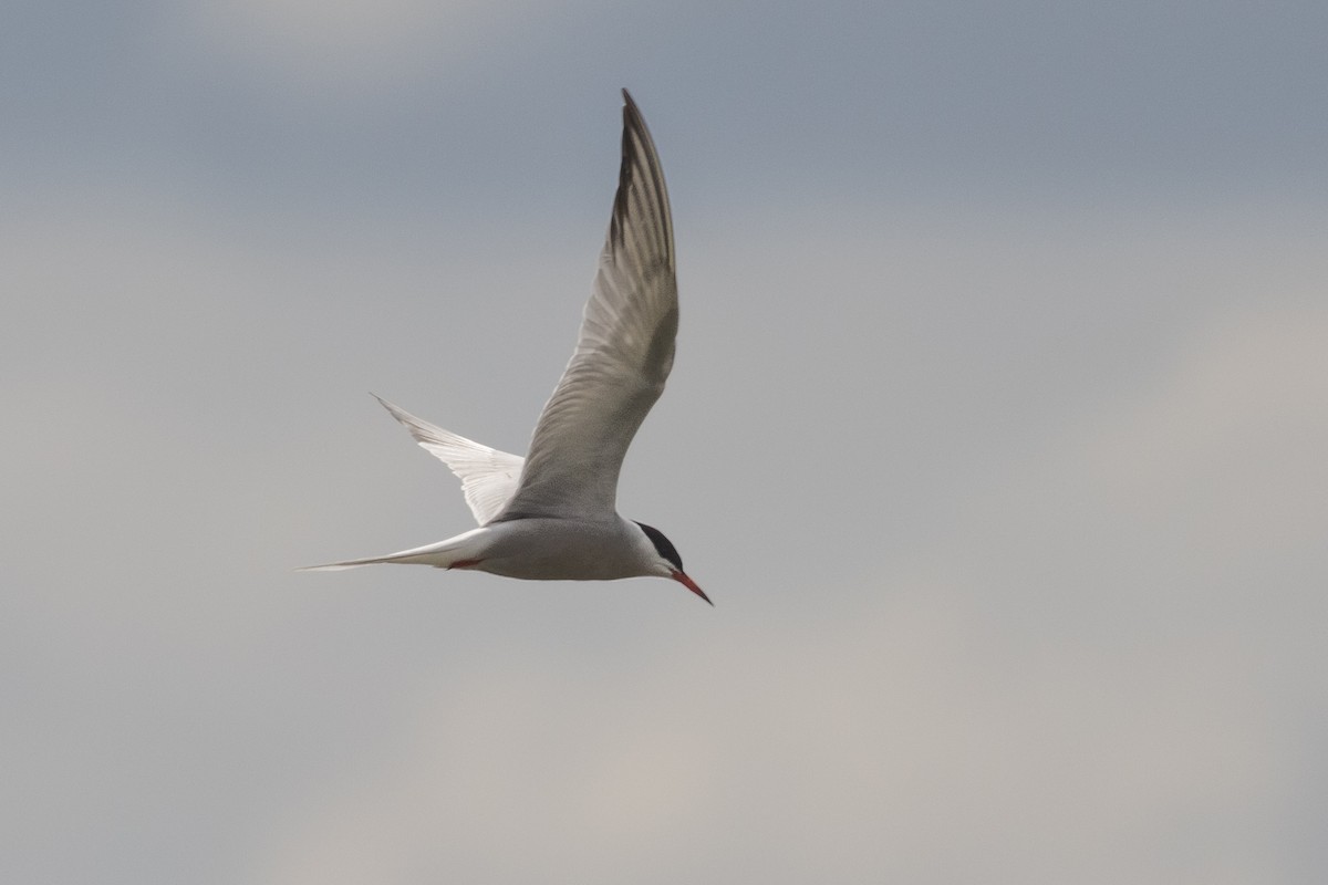 Common Tern - Bob Bowhay