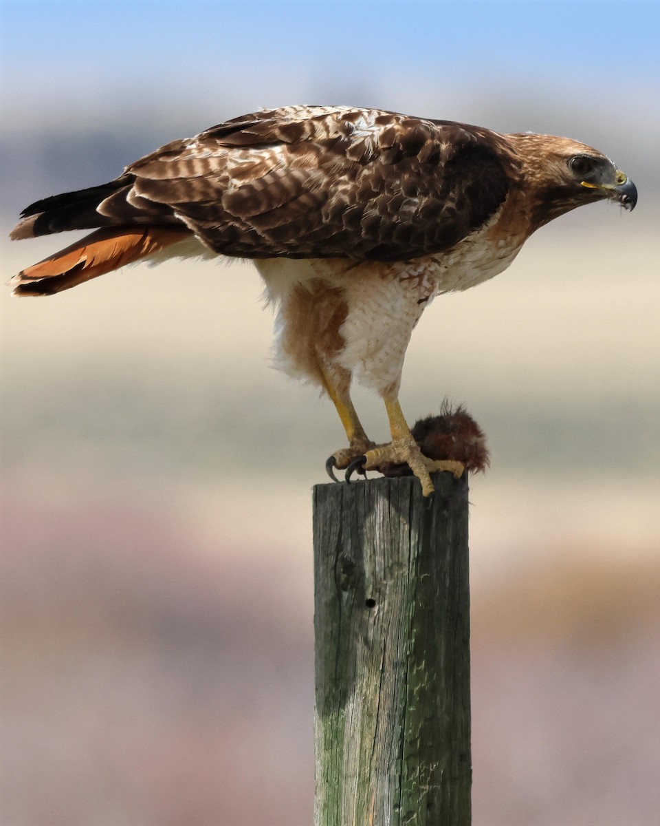 Red-tailed Hawk - ML570656741