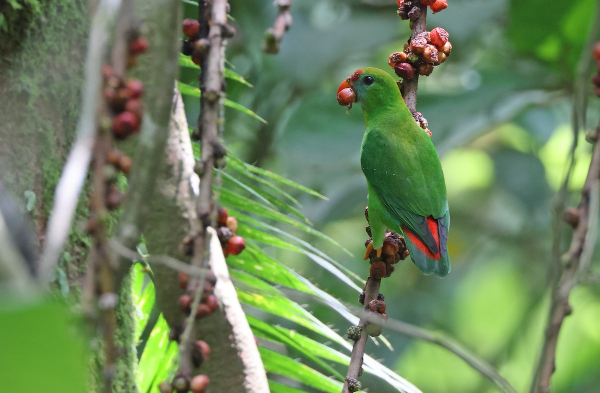 Philippine Hanging-Parrot - Robert Hutchinson