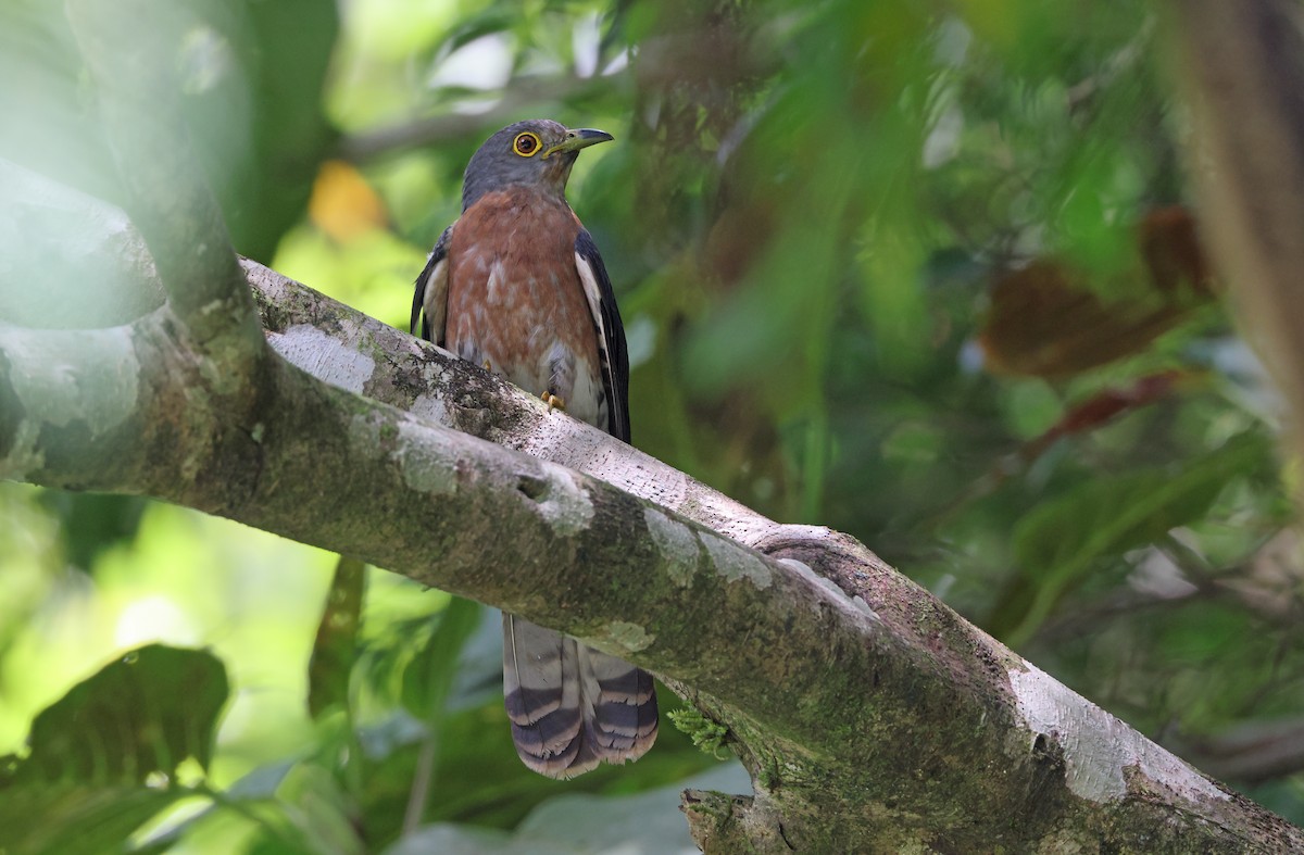 Philippine Hawk-Cuckoo - Robert Hutchinson