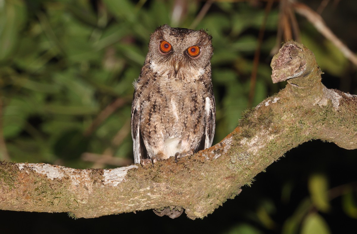 Philippine Scops-Owl - ML570659351