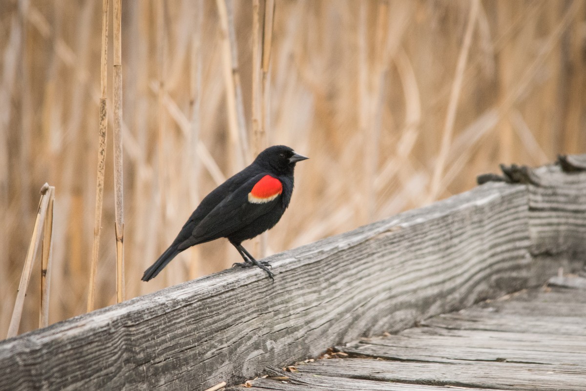 Red-winged Blackbird - ML57066011