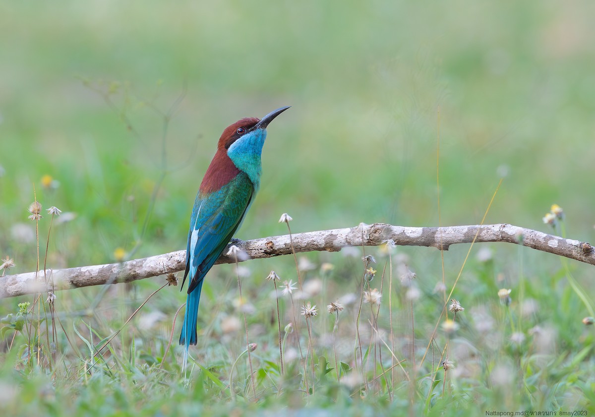 Blue-throated Bee-eater - ML570662241