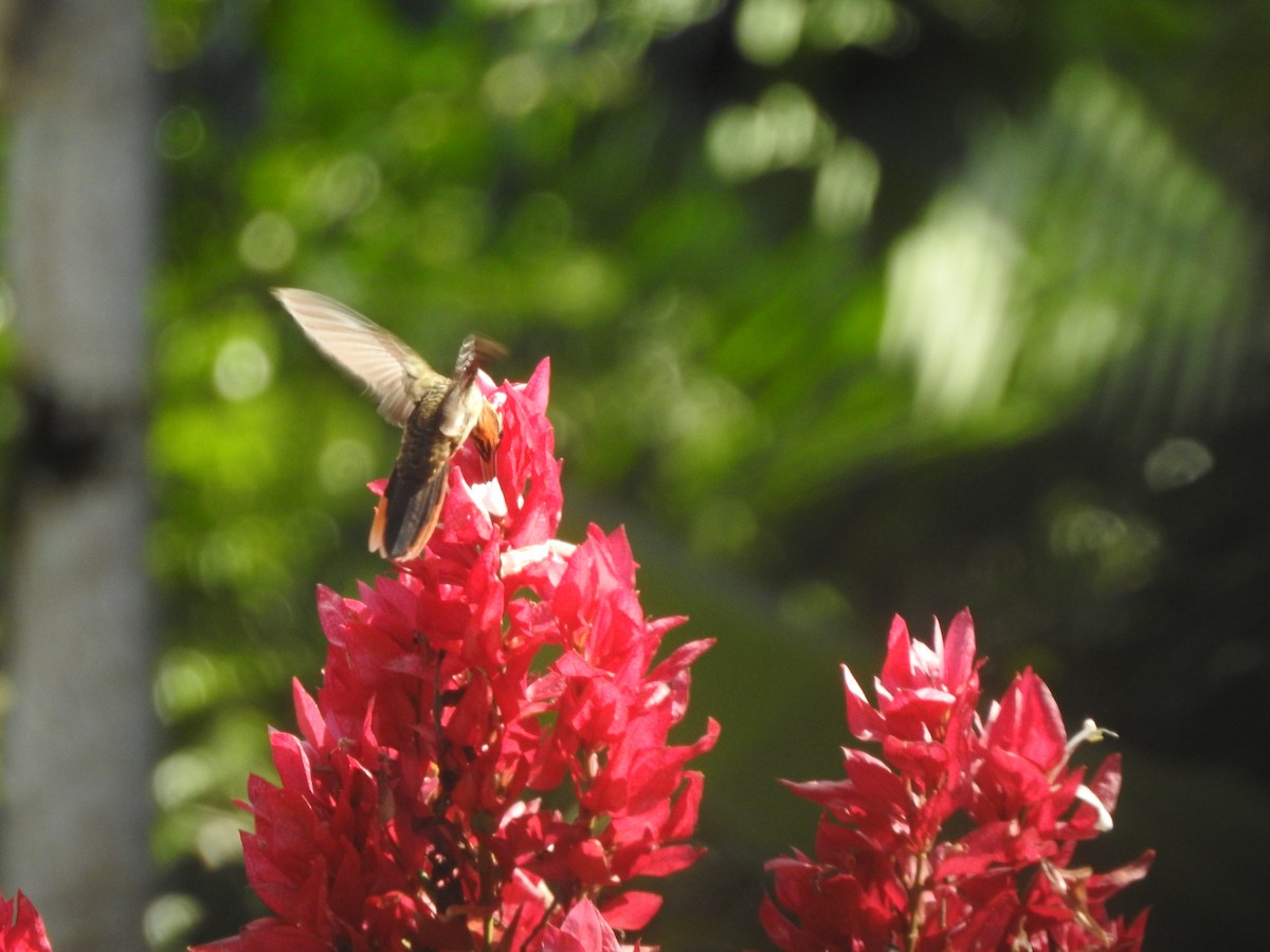 kolibřík pilozobý - ML570663201