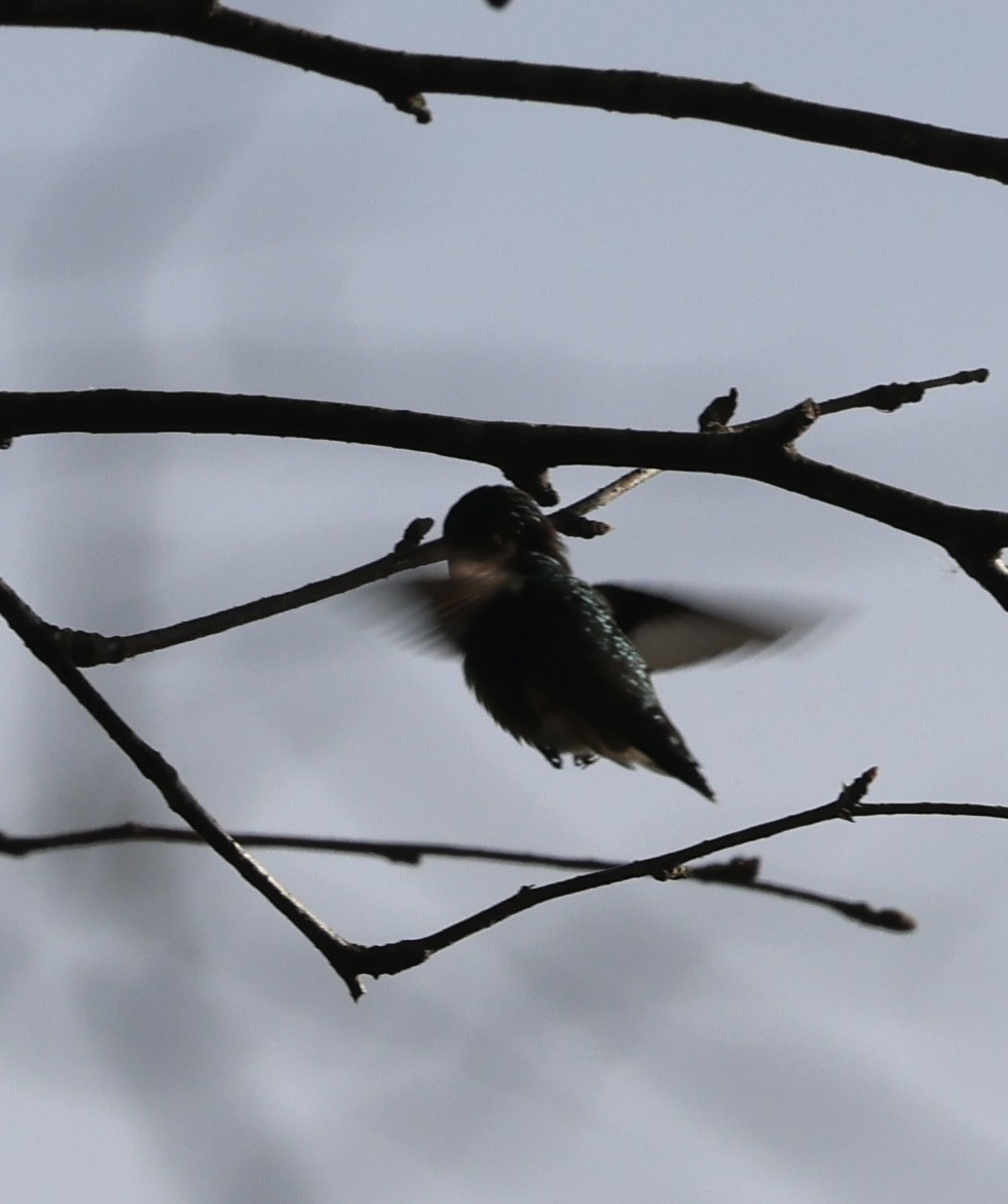 Ruby-throated Hummingbird - Eileen Rudden