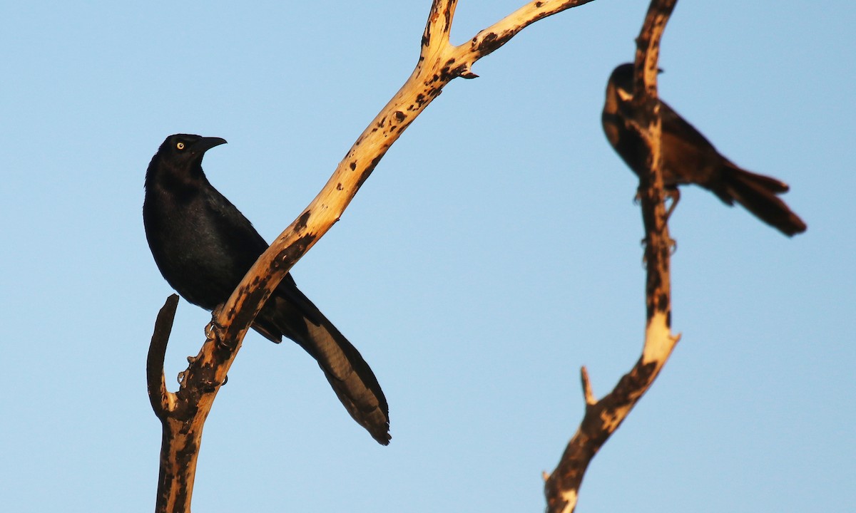 Great-tailed Grackle - ML57066581