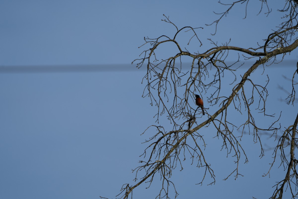 Orchard Oriole - ML570671471