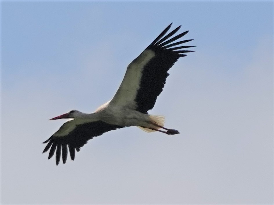 White Stork - ML570677861