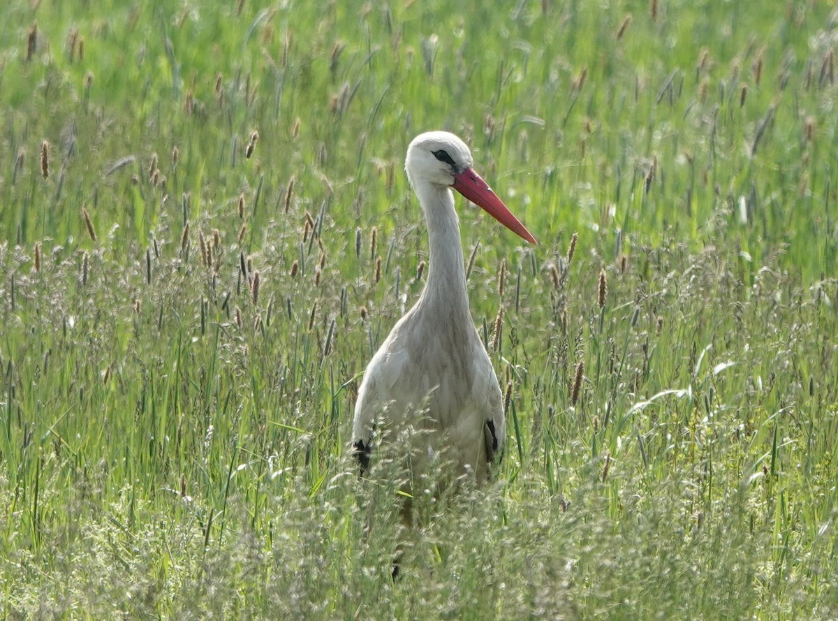 White Stork - ML570677911