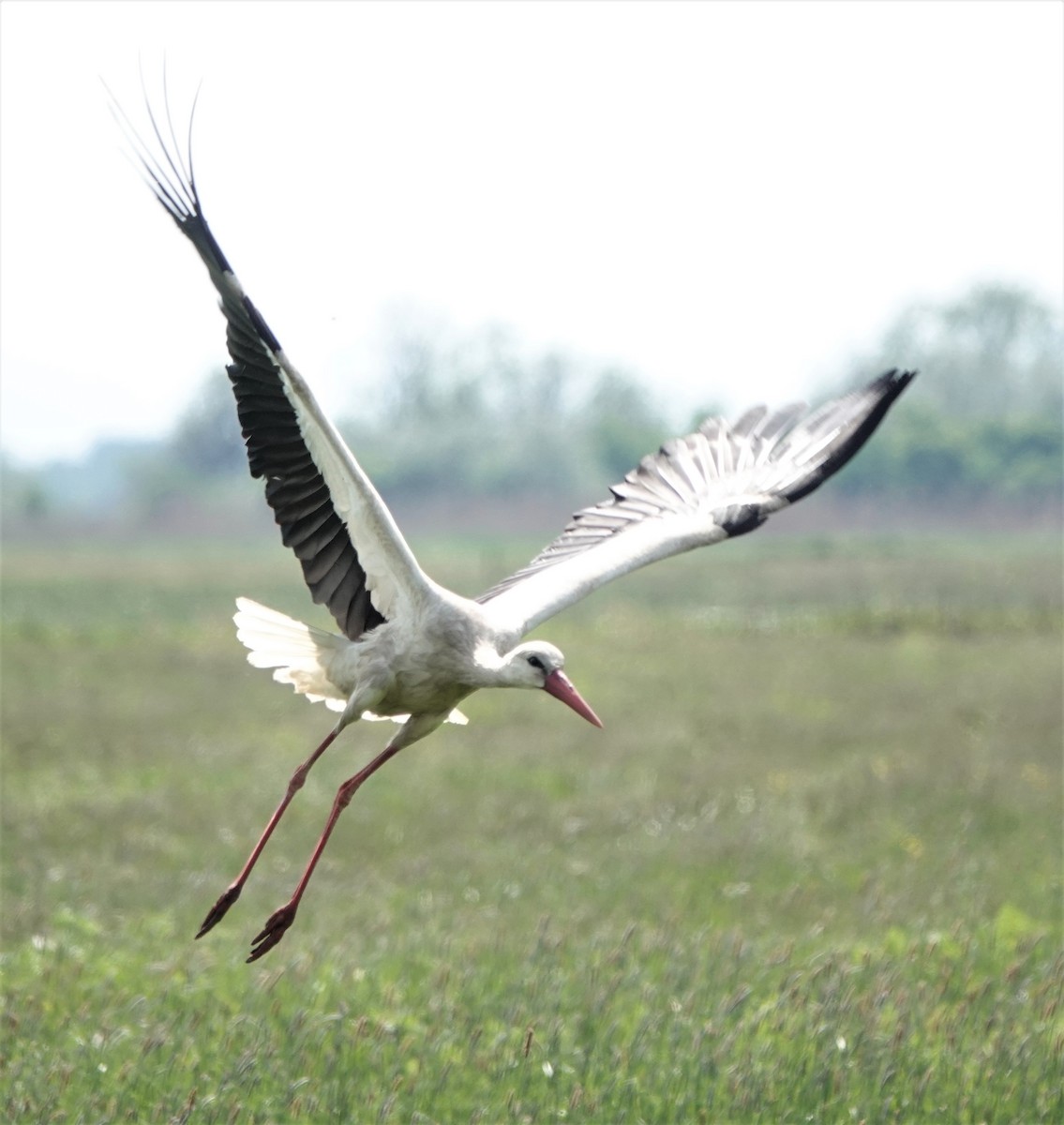 White Stork - ML570677921