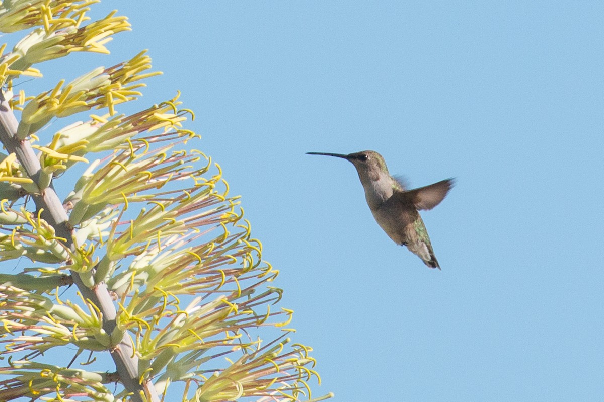 Black-chinned Hummingbird - Patrick Van Thull