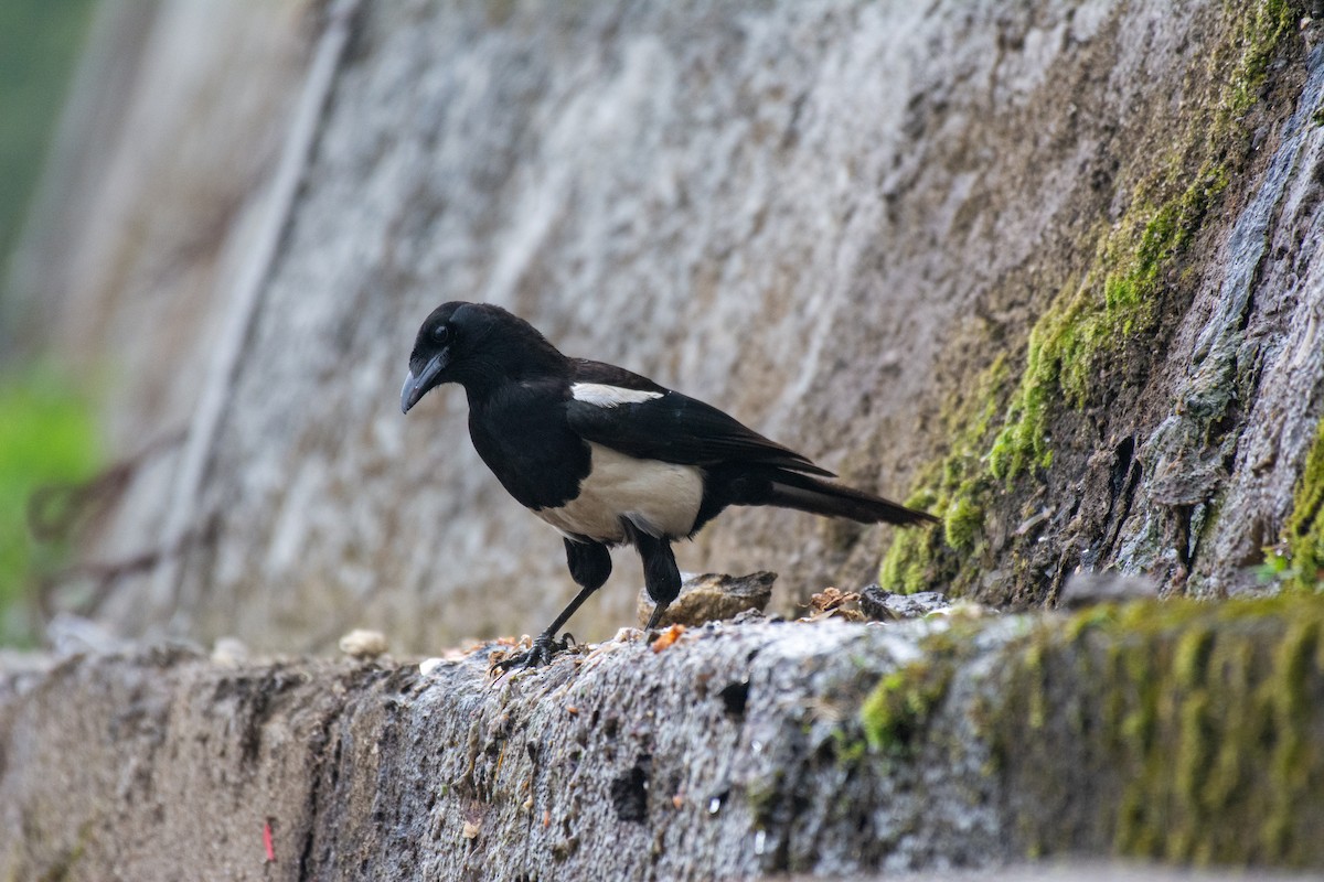 Black-rumped Magpie - PRAMIT KUMAR BHATTACHARYYA
