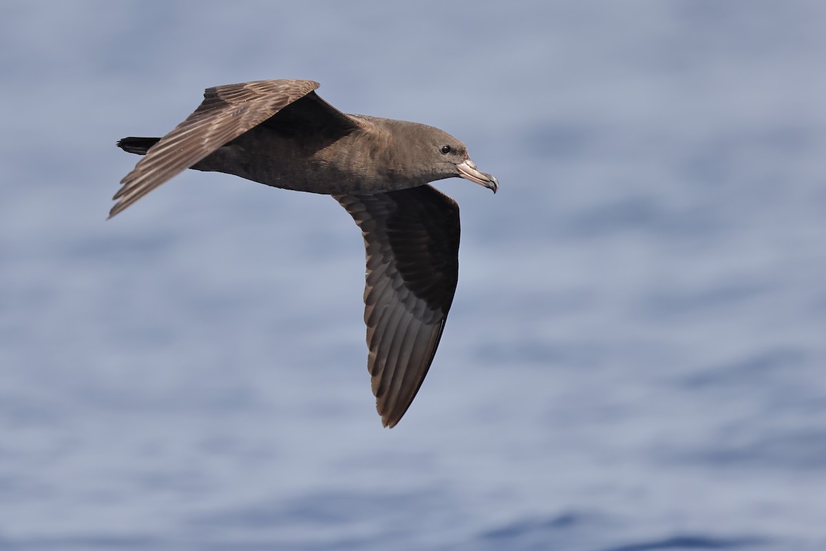Flesh-footed Shearwater - ML570683331