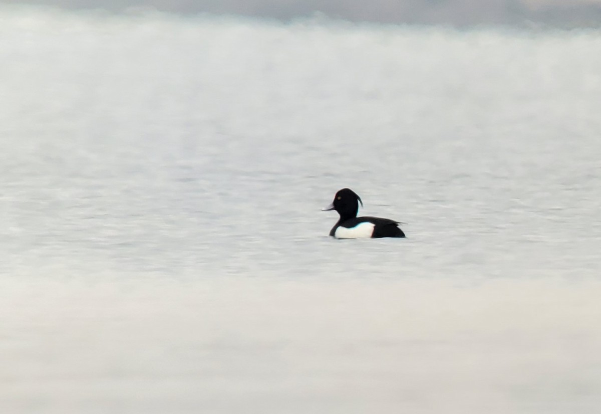 Tufted Duck - ML570686501