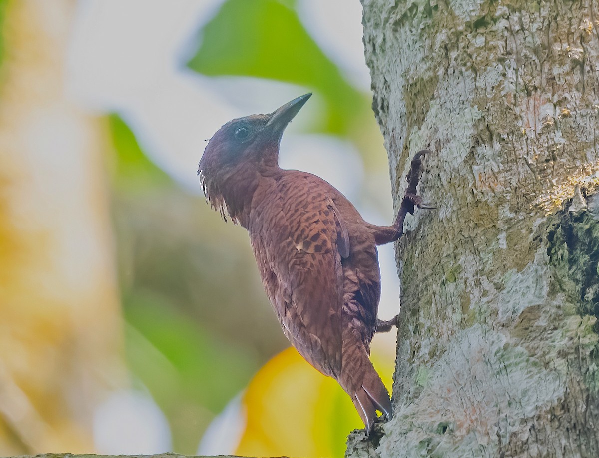 Rufous Woodpecker - Rajkumar Das