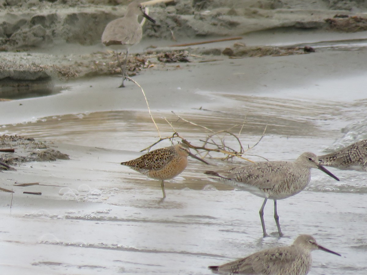 Long-billed Dowitcher - Del Nelson