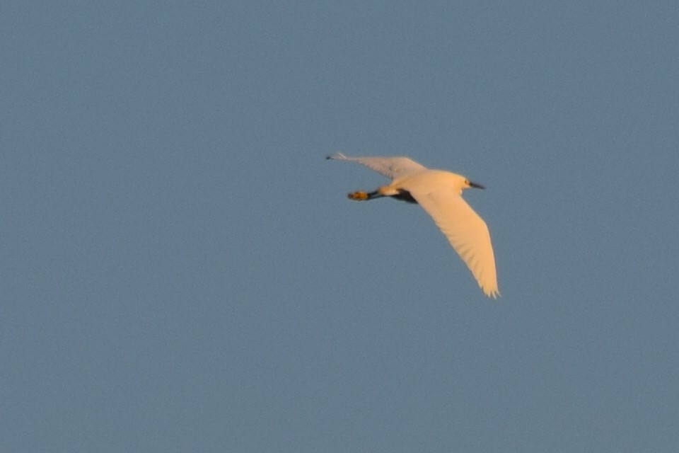 Snowy Egret - ML57069701