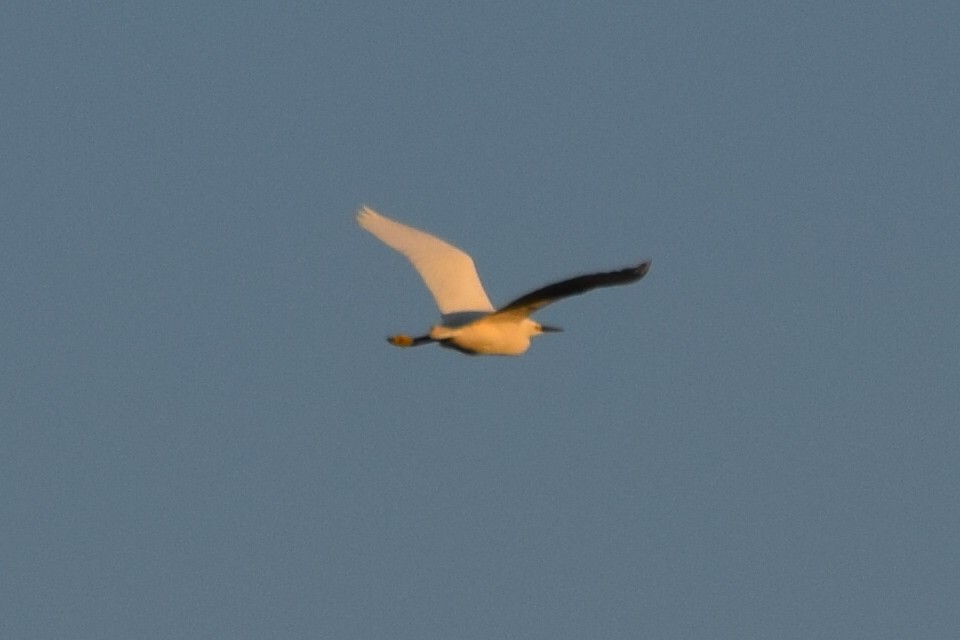 Snowy Egret - ML57069791