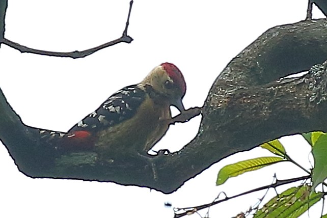 Fulvous-breasted Woodpecker - Tushar Tripathi
