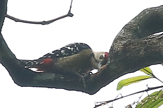 Fulvous-breasted Woodpecker - ML570698211