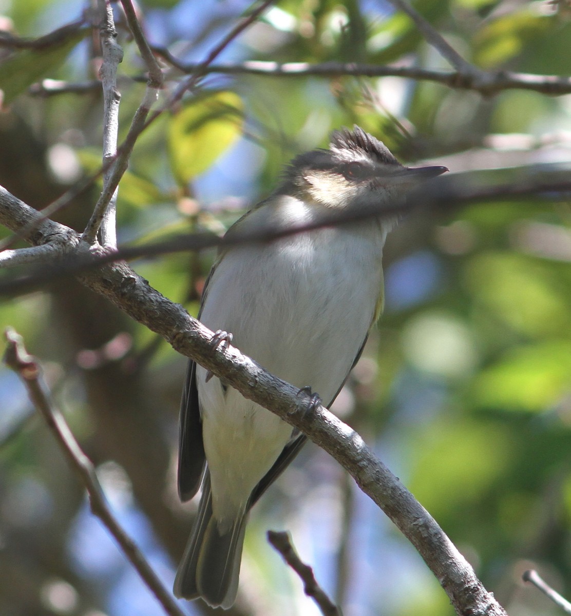 Red-eyed Vireo - mitchell HARRIS