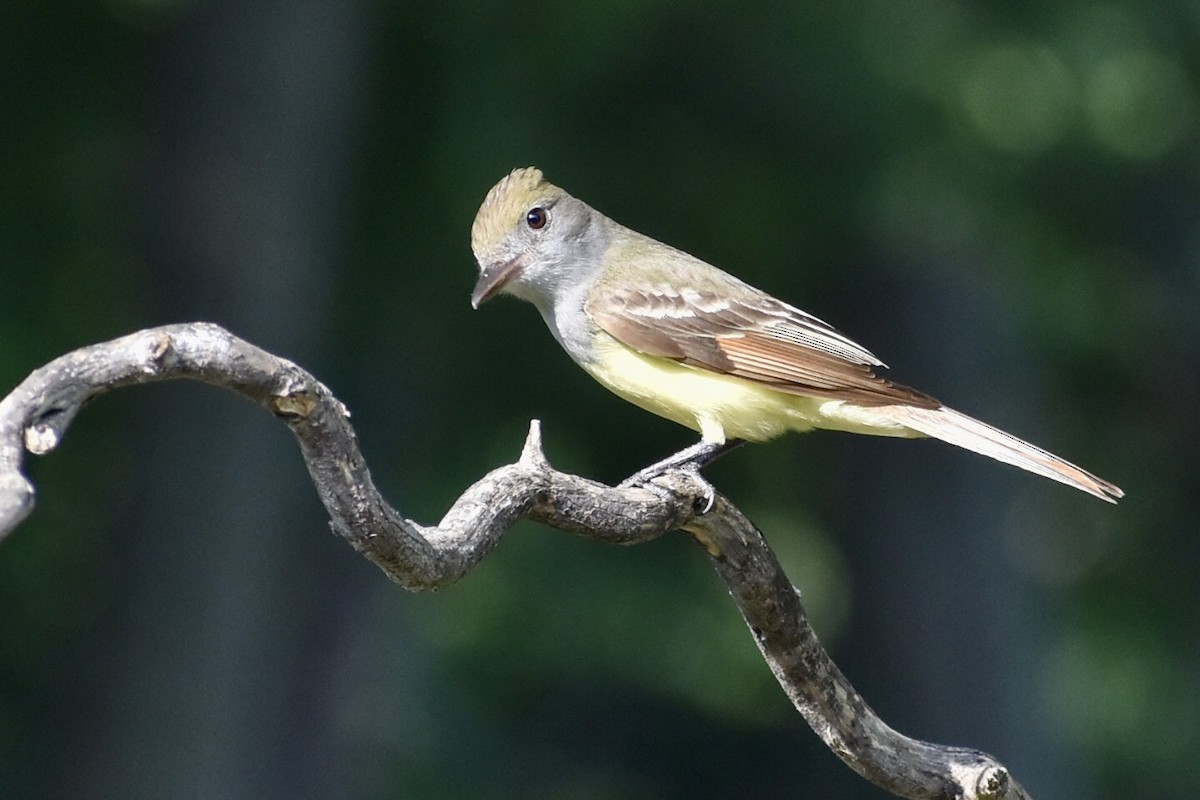 Great Crested Flycatcher - ML570700661