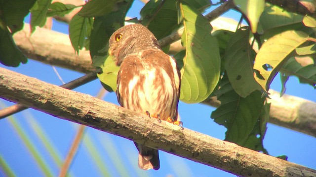 Amazonian Pygmy-Owl - ML570700981