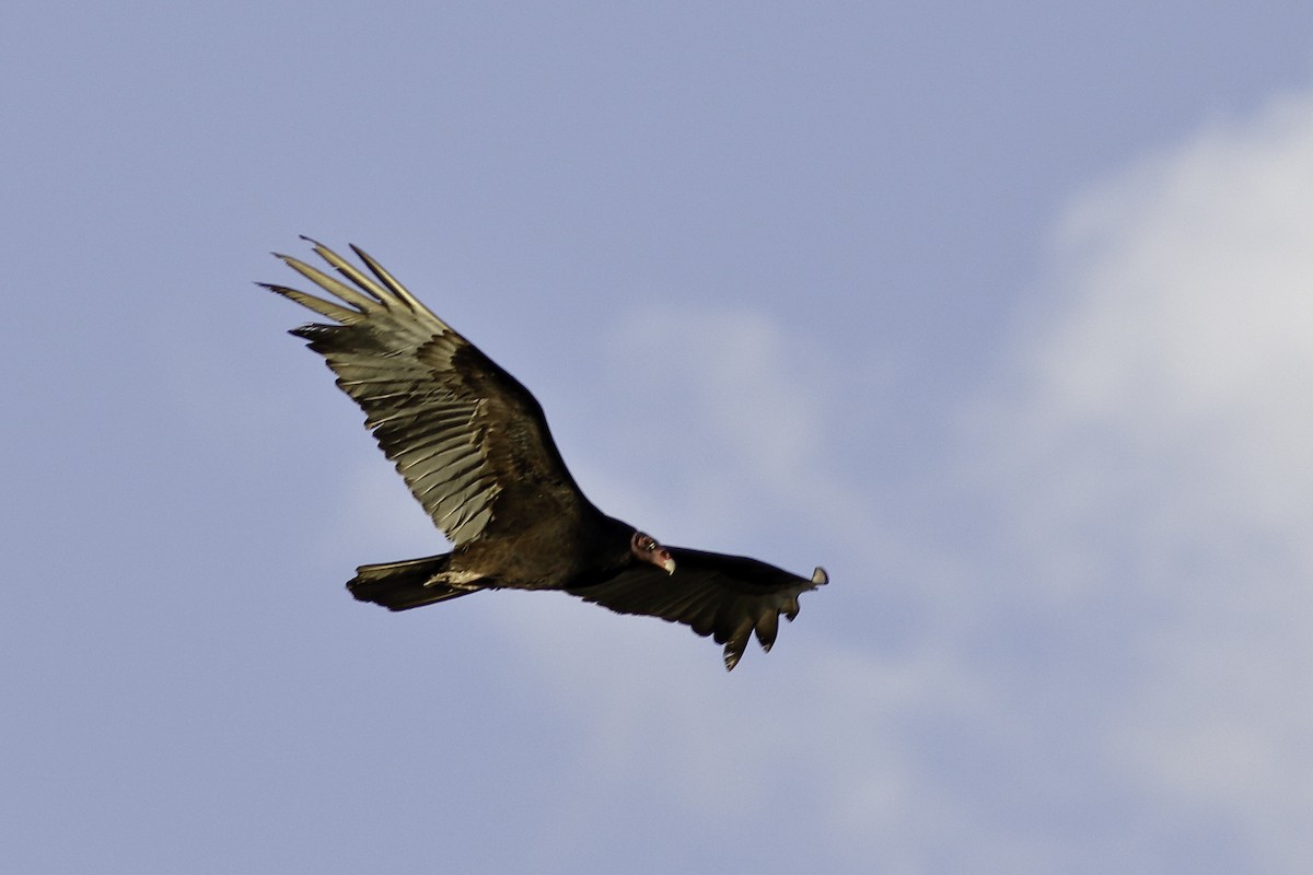 Turkey Vulture - ML570701901