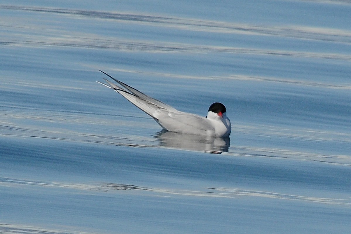 Arctic Tern - John Doty