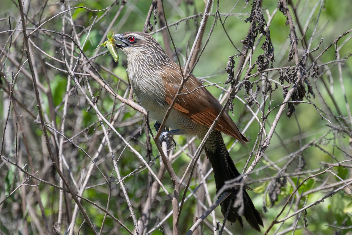 White-browed Coucal - ML570703711