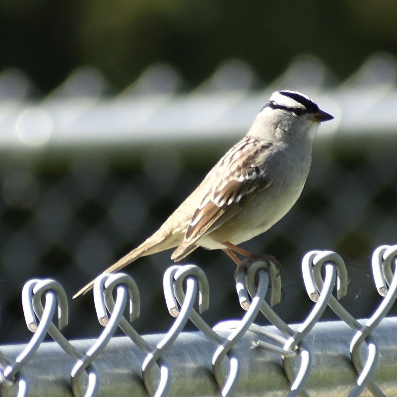 White-crowned Sparrow - ML570703721