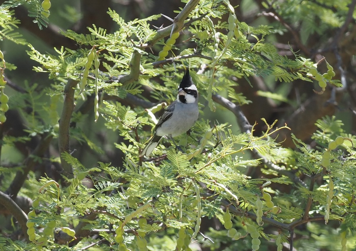 Black-crested Finch - ML570710231