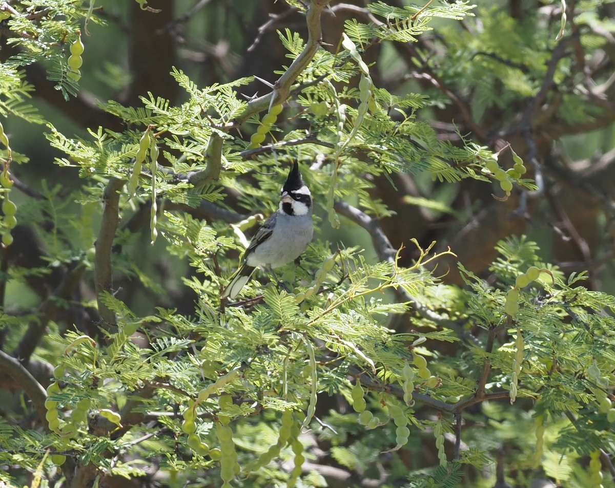 Black-crested Finch - ML570710311