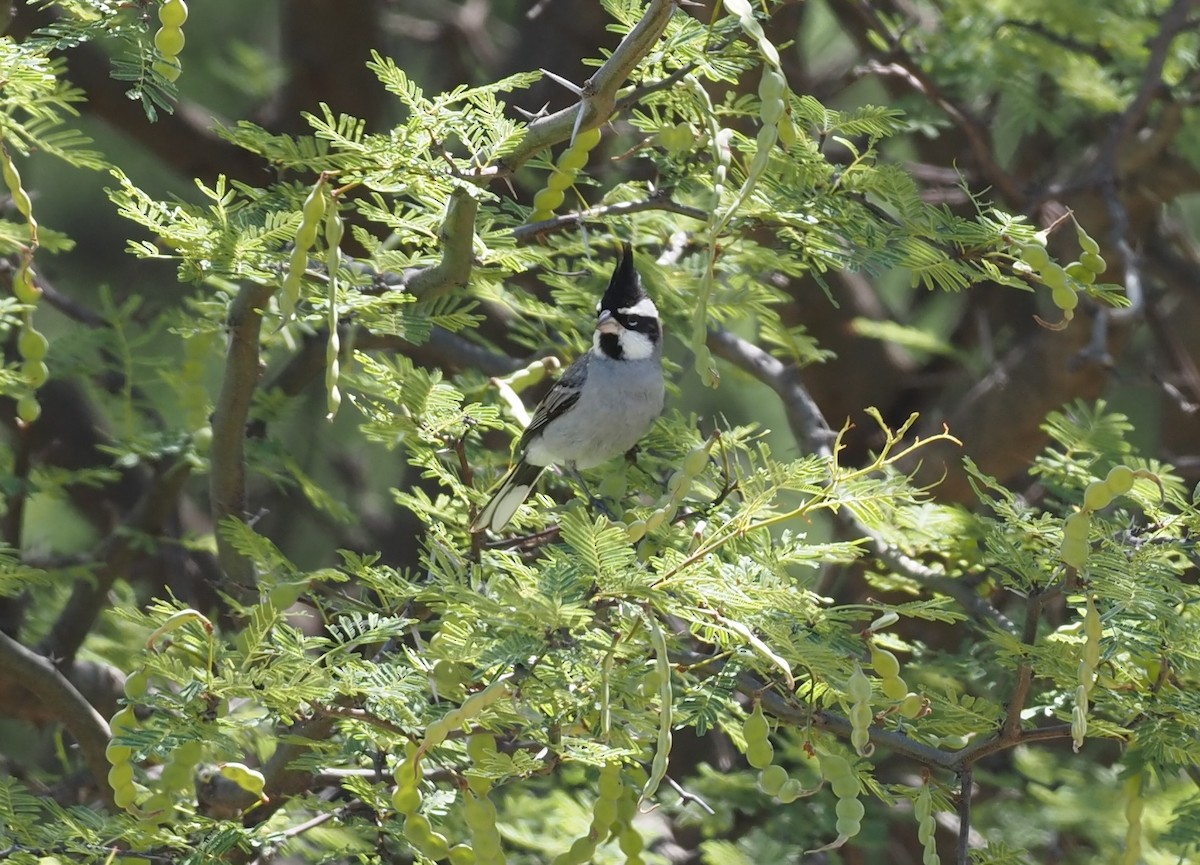 Black-crested Finch - ML570710451