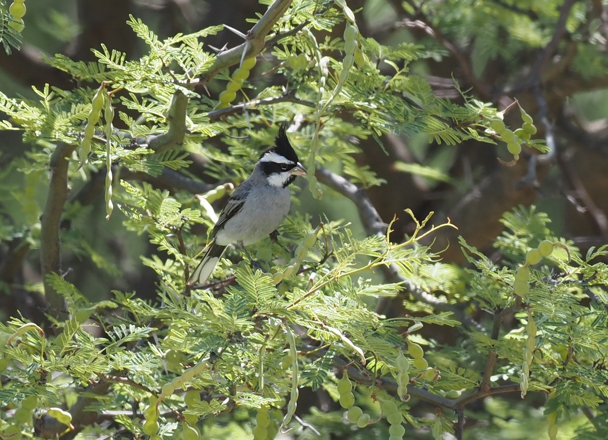 Black-crested Finch - ML570710491