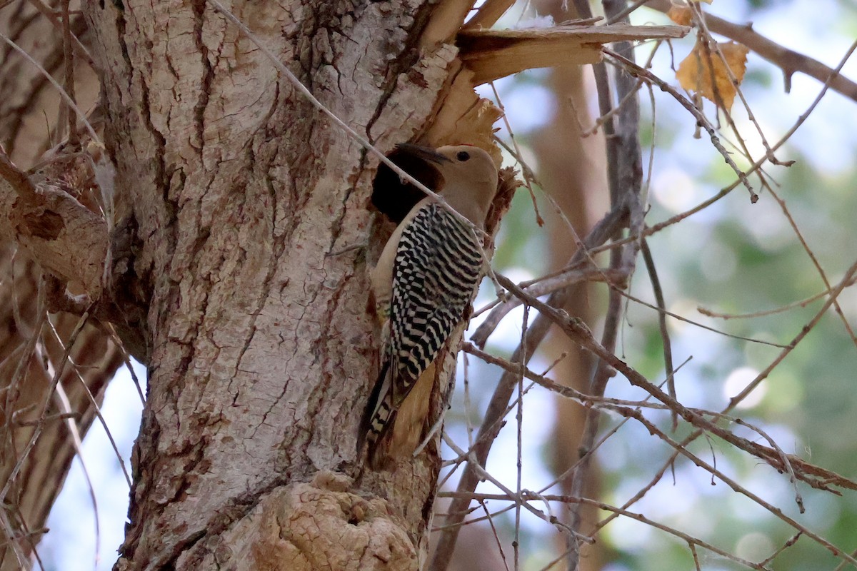 Gila Woodpecker - ML570715921